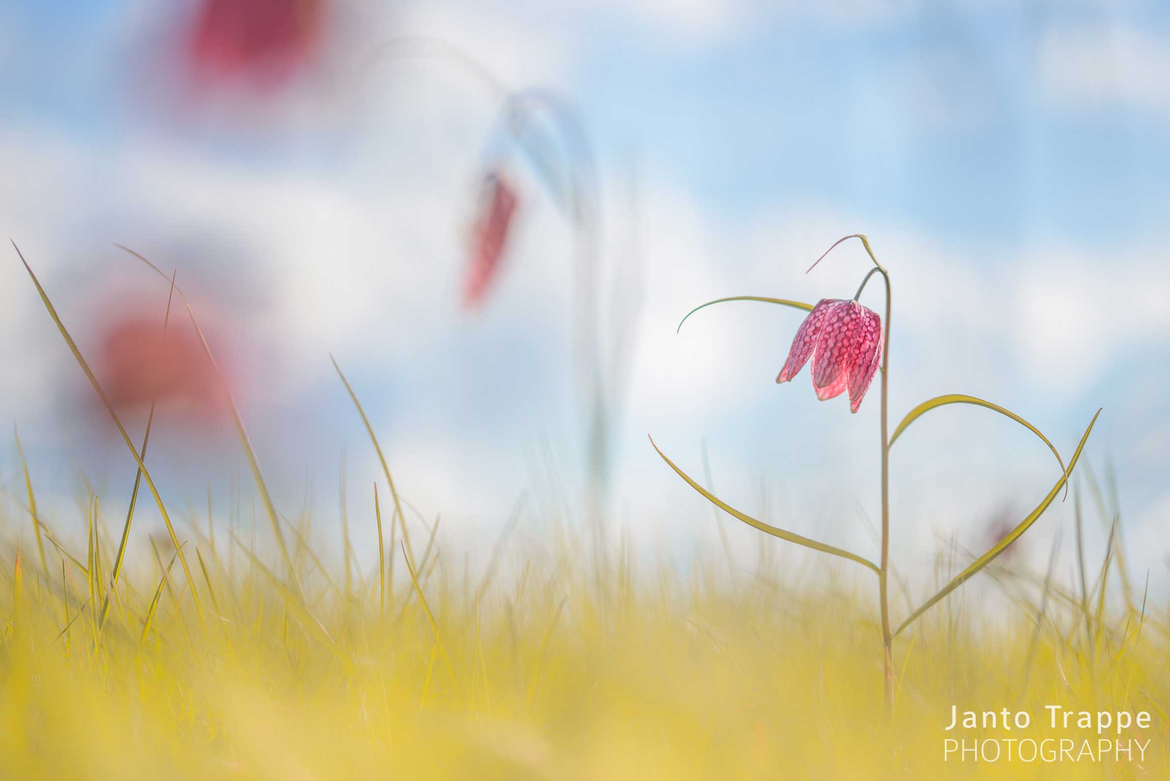 Schachbrettblume Schachbrettblume